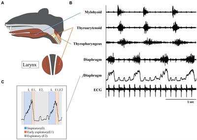 Stochastic electrical stimulation of the thoracic or cervical regions with surface electrodes facilitates swallow in rats
